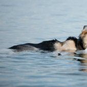 La historia más conmovedora del cuidado de una mascota