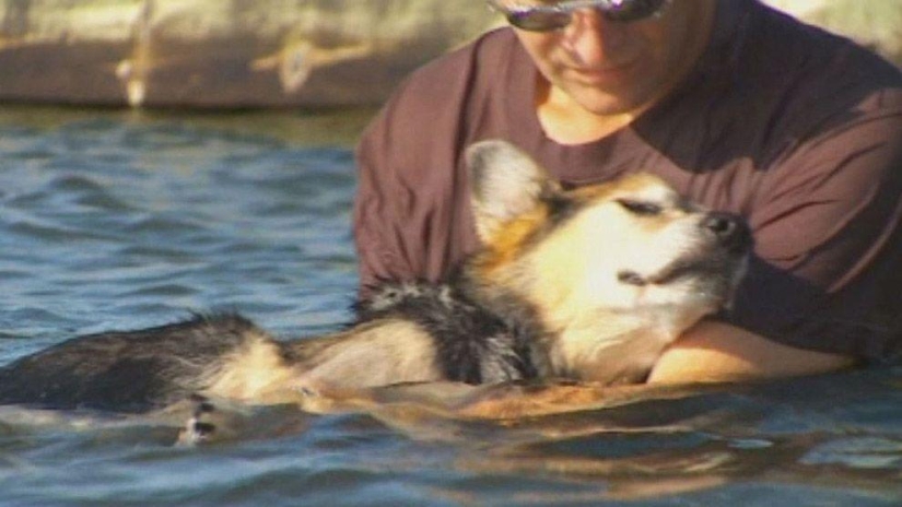 La historia más conmovedora del cuidado de una mascota