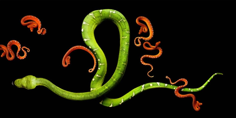 La increíble belleza de las serpientes venenosas en el proyecto fotográfico de Mark Light