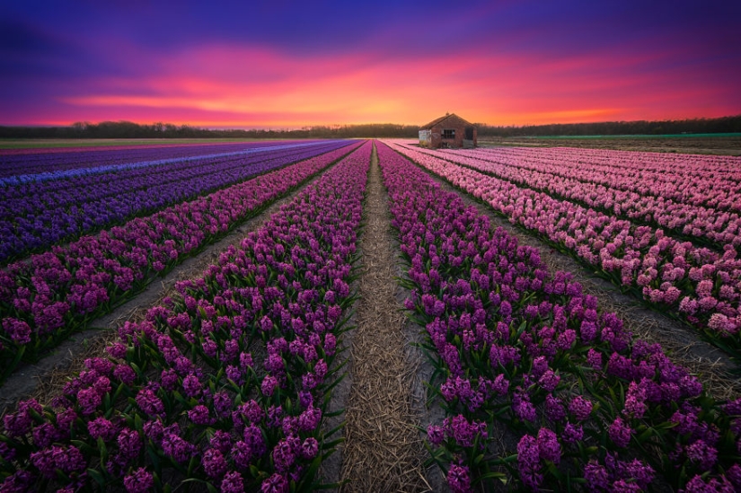 La increíble belleza de Holanda