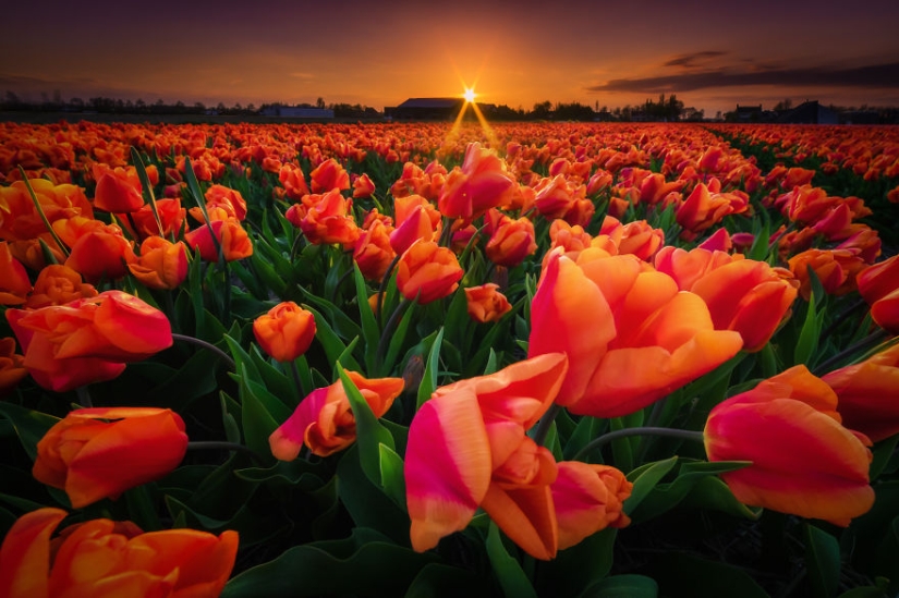 La increíble belleza de Holanda