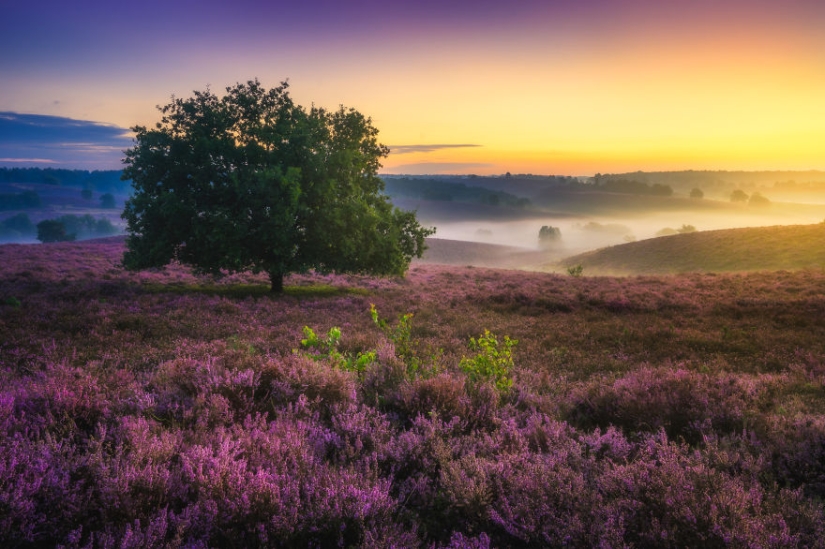 La increíble belleza de Holanda