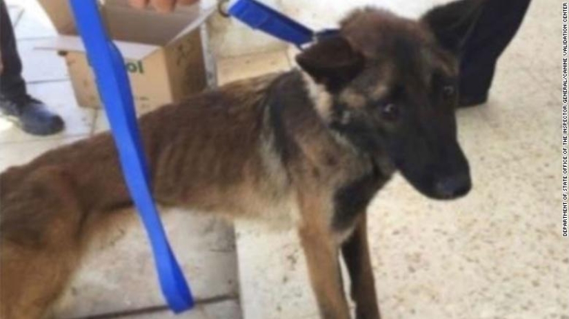 La Lealtad de los Perros y la Ingratitud Humana, o por qué los Perros Zapadores Estadounidenses están Muriendo en Jordania