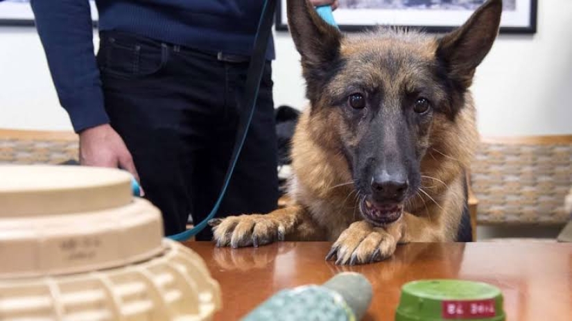 La Lealtad de los Perros y la Ingratitud Humana, o por qué los Perros Zapadores Estadounidenses están Muriendo en Jordania La Lealtad de los Perros y la Ingratitud Humana, o por qué los Perros Zapadores Estadounidenses están Muriendo en Jordania