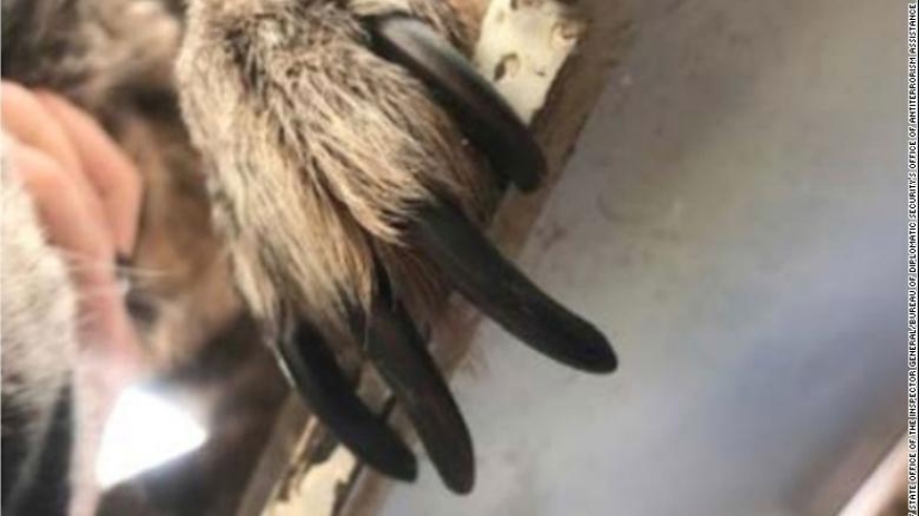 La Lealtad de los Perros y la Ingratitud Humana, o por qué los Perros Zapadores Estadounidenses están Muriendo en Jordania La Lealtad de los Perros y la Ingratitud Humana, o por qué los Perros Zapadores Estadounidenses están Muriendo en Jordania