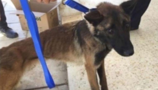La Lealtad de los Perros y la Ingratitud Humana, o por qué los Perros Zapadores Estadounidenses están Muriendo en Jordania