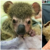 La milagrosa transformación de un bebé koala rescatado de los incendios australianos