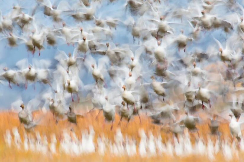La naturaleza fascina: fotos de los ganadores del premio al Fotógrafo de Naturaleza del Año 2020 de GDT La naturaleza fascina: fotos de los ganadores del premio al Fotógrafo de Naturaleza del Año 2020 de GDT