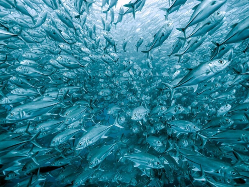 La naturaleza fascina: fotos de los ganadores del premio al Fotógrafo de Naturaleza del Año 2020 de GDT La naturaleza fascina: fotos de los ganadores del premio al Fotógrafo de Naturaleza del Año 2020 de GDT