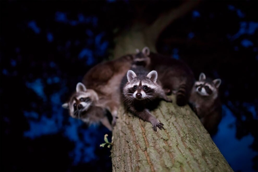 La naturaleza fascina: fotos de los ganadores del premio al Fotógrafo de Naturaleza del Año 2020 de GDT La naturaleza fascina: fotos de los ganadores del premio al Fotógrafo de Naturaleza del Año 2020 de GDT