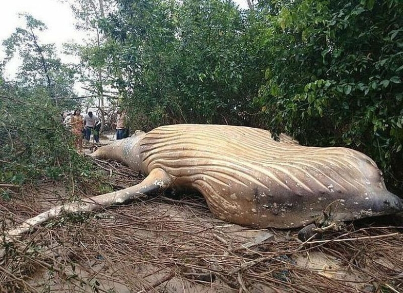 La naturaleza ha arrojado un enigma: se descubrió una ballena de 10 metros en la selva amazónica
