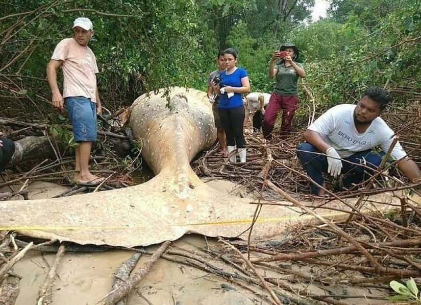 La naturaleza ha arrojado un enigma: se descubrió una ballena de 10 metros en la selva amazónica