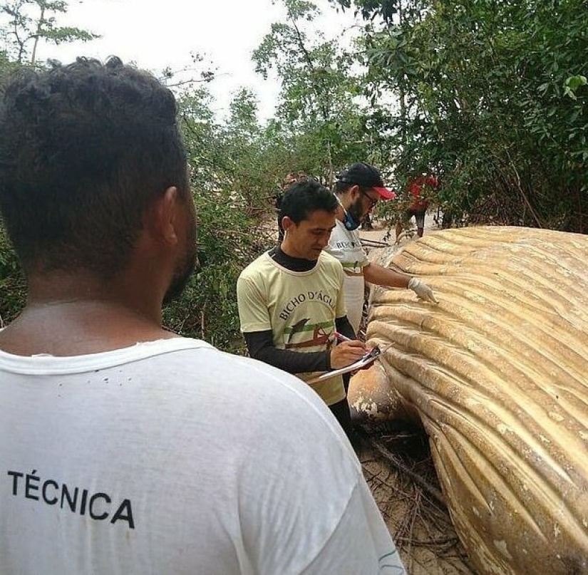 La naturaleza ha arrojado un enigma: se descubrió una ballena de 10 metros en la selva amazónica