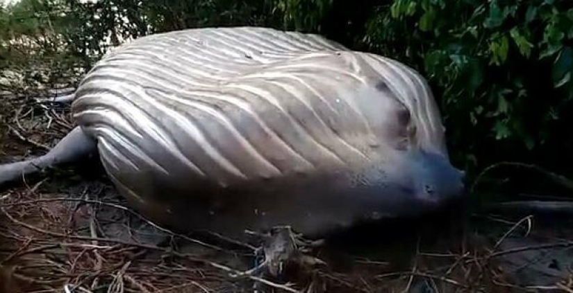 La naturaleza ha arrojado un enigma: se descubrió una ballena de 10 metros en la selva amazónica