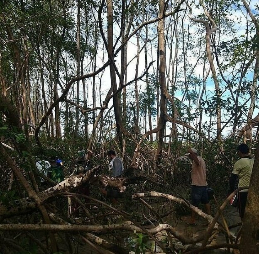 La naturaleza ha arrojado un enigma: se descubrió una ballena de 10 metros en la selva amazónica
