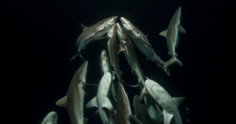 "La naturaleza no tiene piedad, pero no hay odio en ella": el fotógrafo lleva 4 años fotografiando cómo caza una manada de tiburones