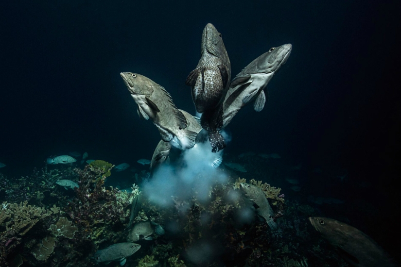 "La naturaleza no tiene piedad, pero no hay odio en ella": el fotógrafo lleva 4 años fotografiando cómo caza una manada de tiburones