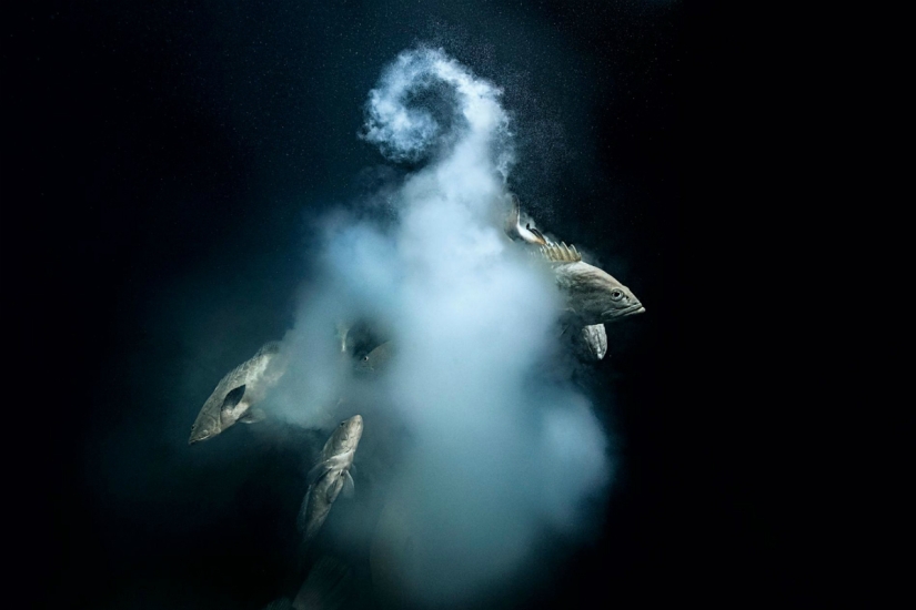 "La naturaleza no tiene piedad, pero no hay odio en ella": el fotógrafo lleva 4 años fotografiando cómo caza una manada de tiburones