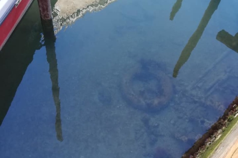 La naturaleza restaura el equilibrio: cisnes y peces han regresado a los canales de Venecia La naturaleza restaura el equilibrio: cisnes y peces han regresado a los canales de Venecia