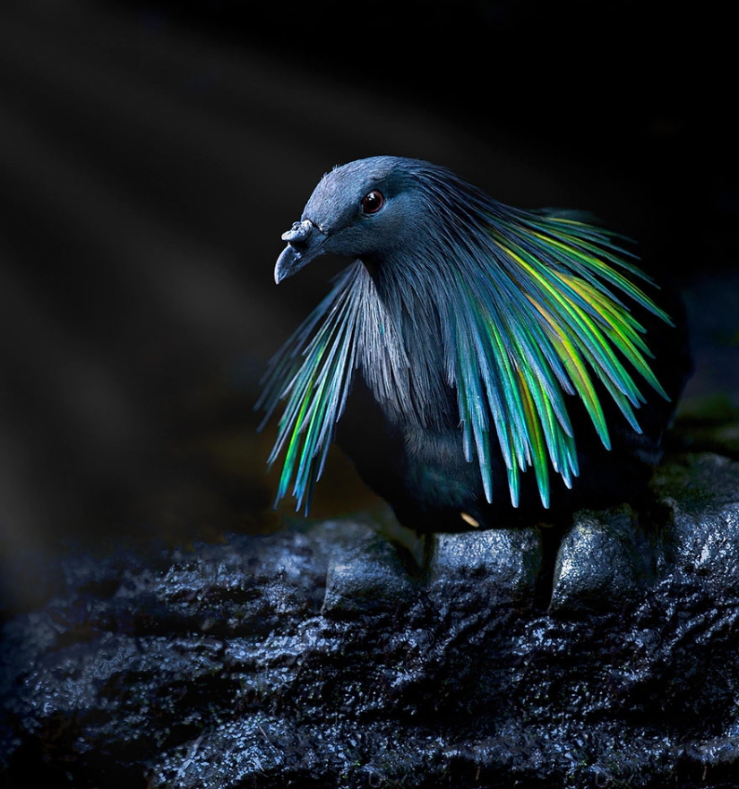 La paloma de crin es el pariente más cercano del pájaro dodo. La paloma de crin es el pariente más cercano del pájaro dodo.