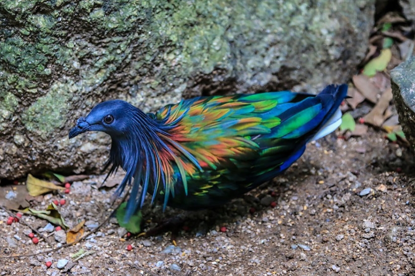 La paloma de crin es el pariente más cercano del pájaro dodo. La paloma de crin es el pariente más cercano del pájaro dodo.