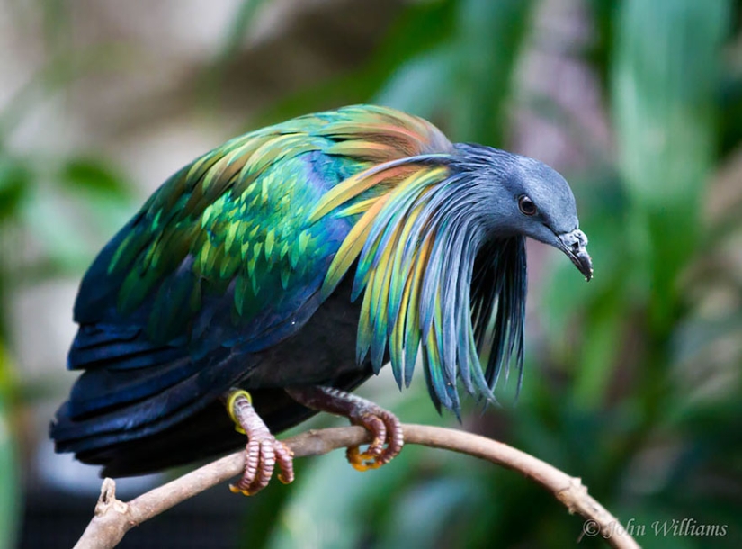 La paloma de crin es el pariente más cercano del pájaro dodo. La paloma de crin es el pariente más cercano del pájaro dodo.