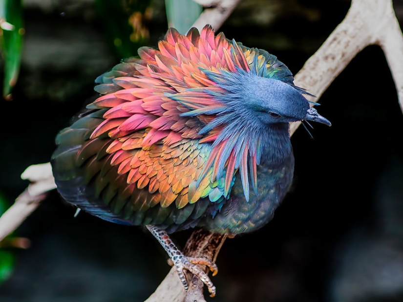 La paloma de crin es el pariente más cercano del pájaro dodo. La paloma de crin es el pariente más cercano del pájaro dodo.