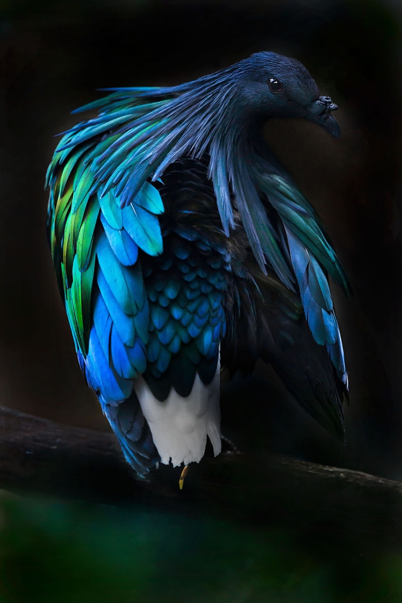 La paloma de crin es el pariente más cercano del pájaro dodo. La paloma de crin es el pariente más cercano del pájaro dodo.
