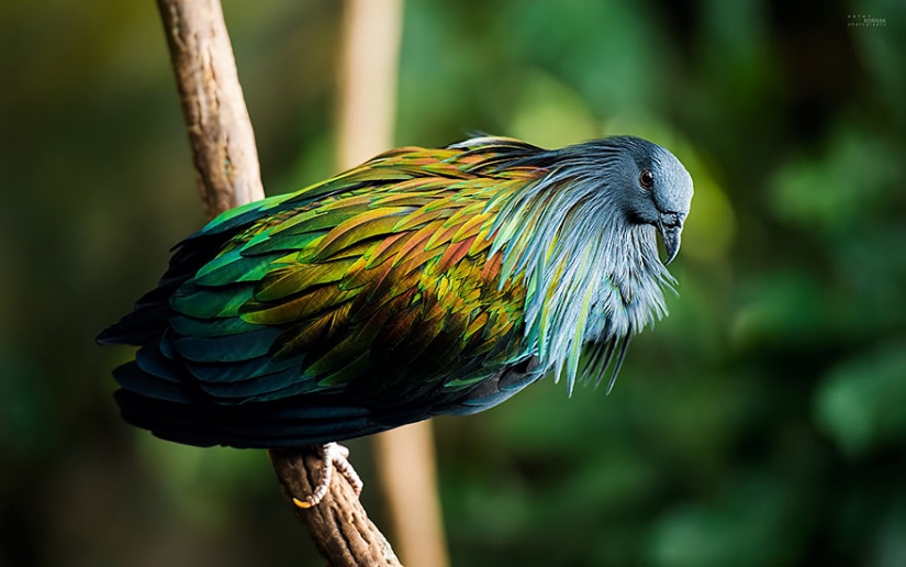 La paloma de crin es el pariente más cercano del pájaro dodo. La paloma de crin es el pariente más cercano del pájaro dodo.
