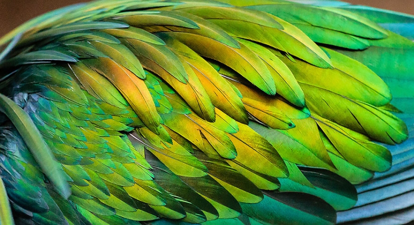 La paloma de crin es el pariente más cercano del pájaro dodo. La paloma de crin es el pariente más cercano del pájaro dodo.