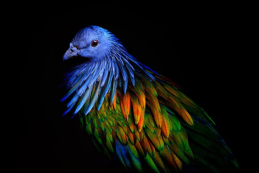 La paloma de crin es el pariente más cercano del pájaro dodo. La paloma de crin es el pariente más cercano del pájaro dodo.