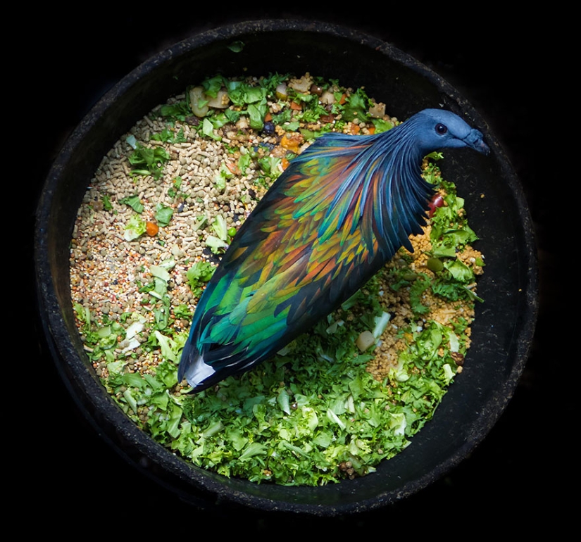 La paloma de crin es el pariente más cercano del pájaro dodo. La paloma de crin es el pariente más cercano del pájaro dodo.