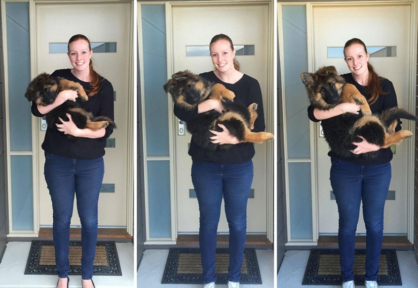 La pareja documentó la rapidez con la que creció su perro