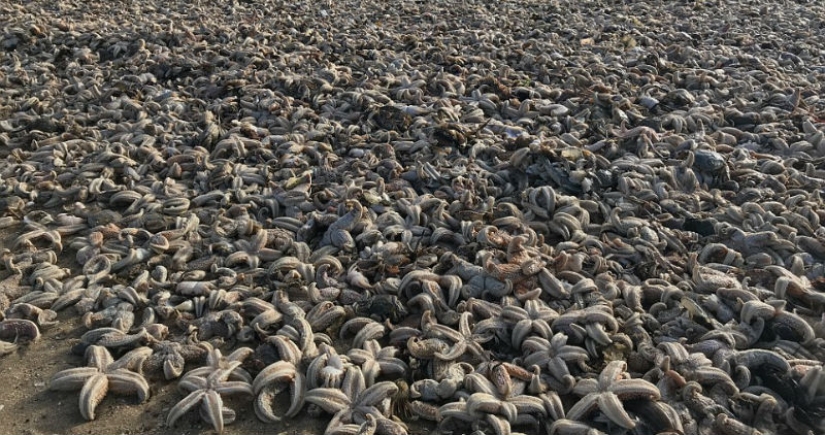 La tormenta Emma arrojó decenas de miles de animales marinos muertos en las costas británicas