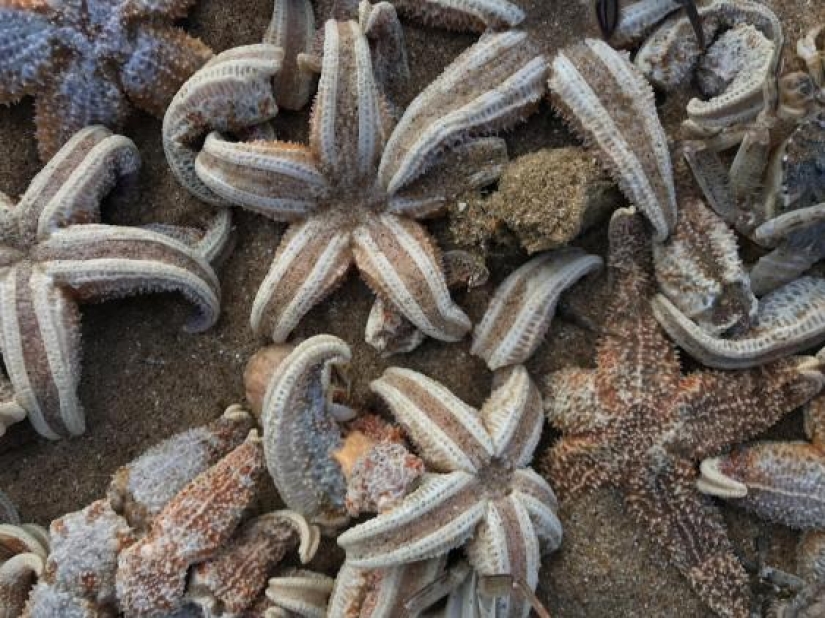 La tormenta Emma arrojó decenas de miles de animales marinos muertos en las costas británicas