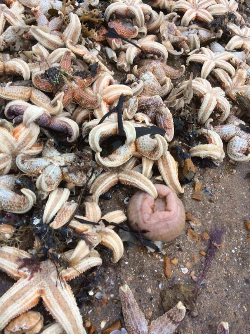 La tormenta Emma arrojó decenas de miles de animales marinos muertos en las costas británicas