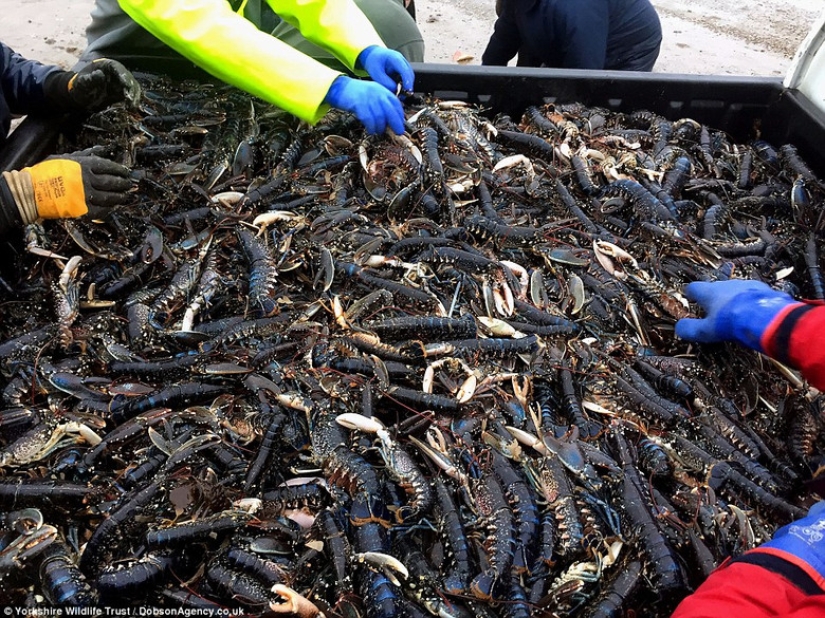 La tormenta Emma arrojó decenas de miles de animales marinos muertos en las costas británicas