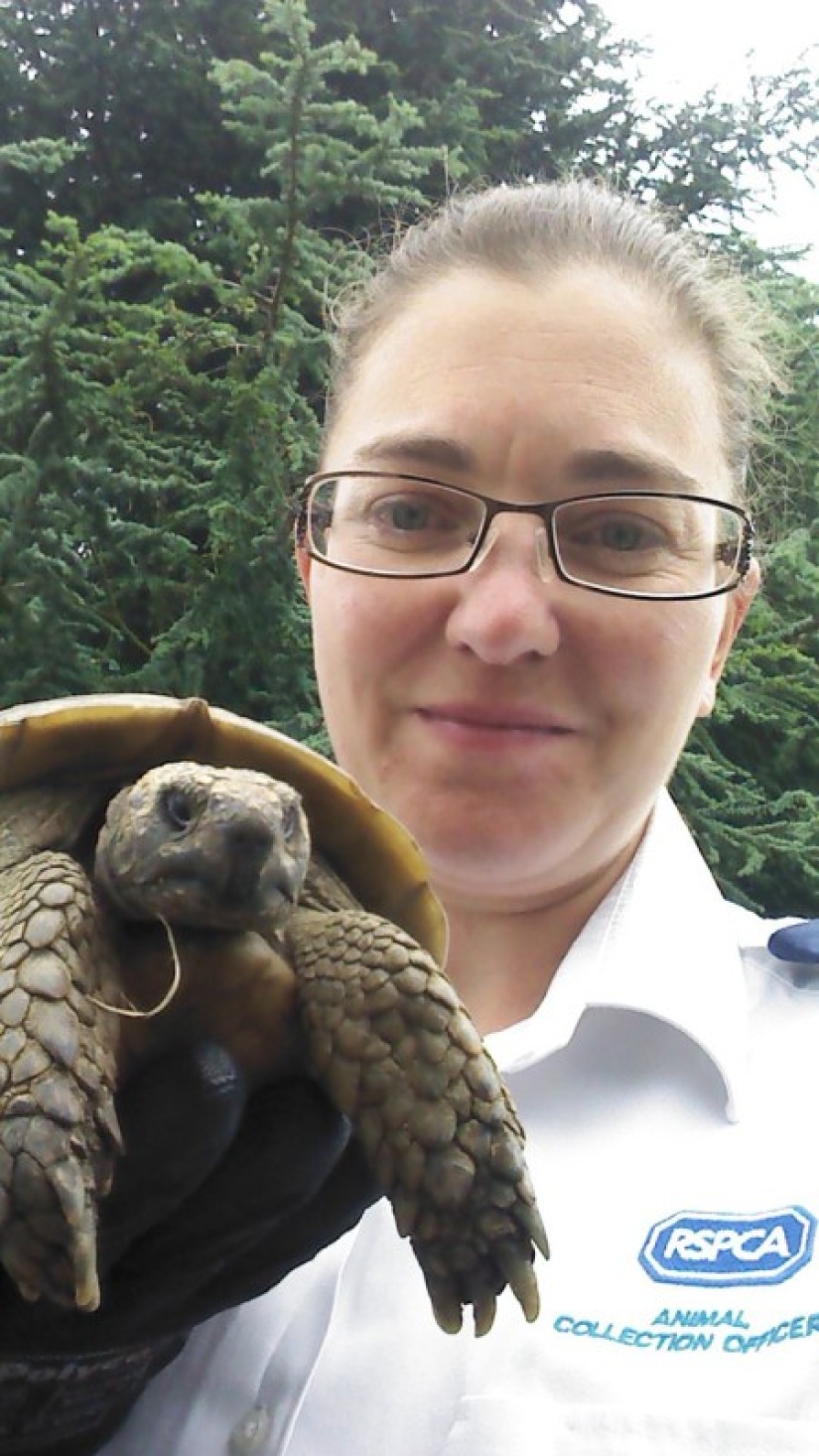 La tortuga fugitiva fue encontrada de acuerdo con un "boceto" compilado por una anfitriona de 9 años