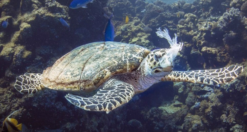 La tortuga se atragantó con una bolsa de plástico y habría muerto de hambre si no hubiera sido por este buzo