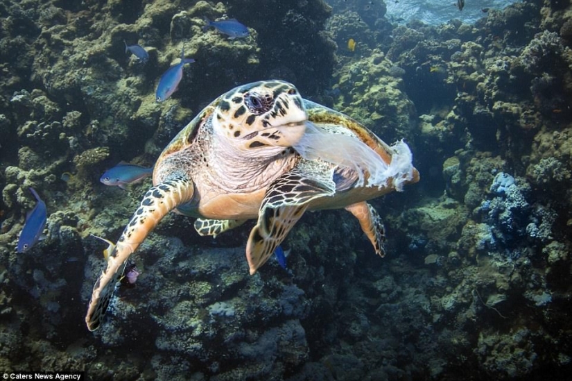 La tortuga se atragantó con una bolsa de plástico y habría muerto de hambre si no hubiera sido por este buzo