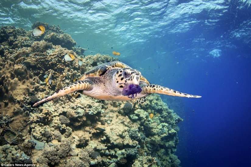 La tortuga se atragantó con una bolsa de plástico y habría muerto de hambre si no hubiera sido por este buzo