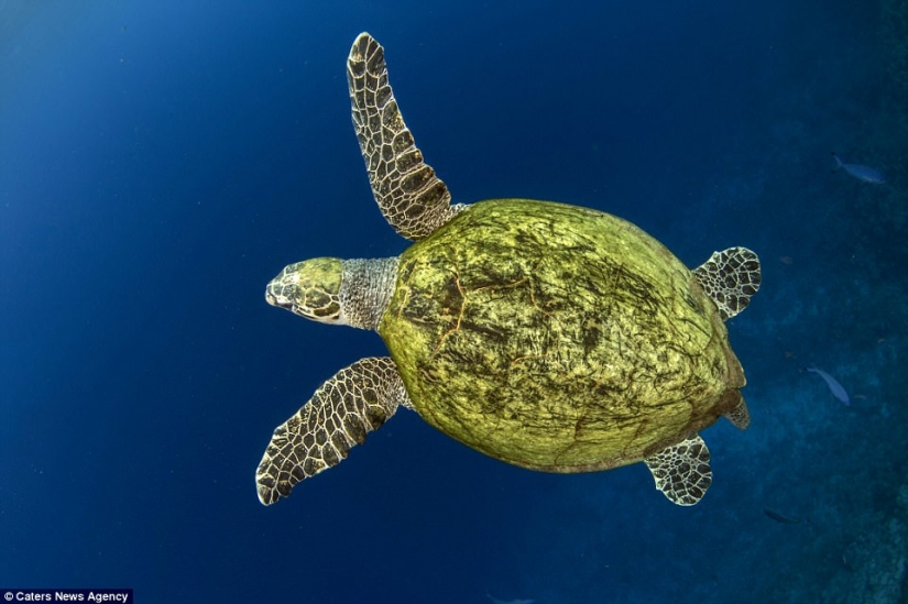 La tortuga se atragantó con una bolsa de plástico y habría muerto de hambre si no hubiera sido por este buzo