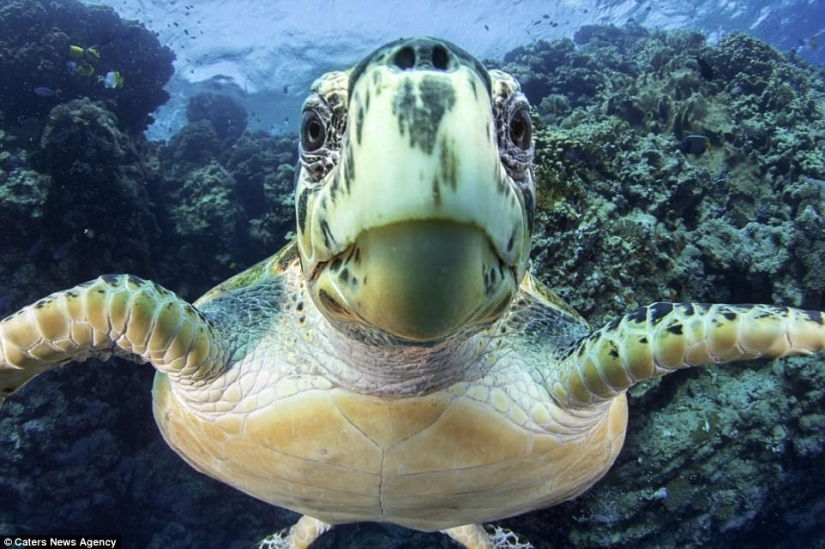 La tortuga se atragantó con una bolsa de plástico y habría muerto de hambre si no hubiera sido por este buzo