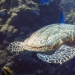 La tortuga se atragantó con una bolsa de plástico y habría muerto de hambre si no hubiera sido por este buzo La tortuga se atragantó con una bolsa de plástico y habría muerto de hambre si no hubiera sido por este buzo
