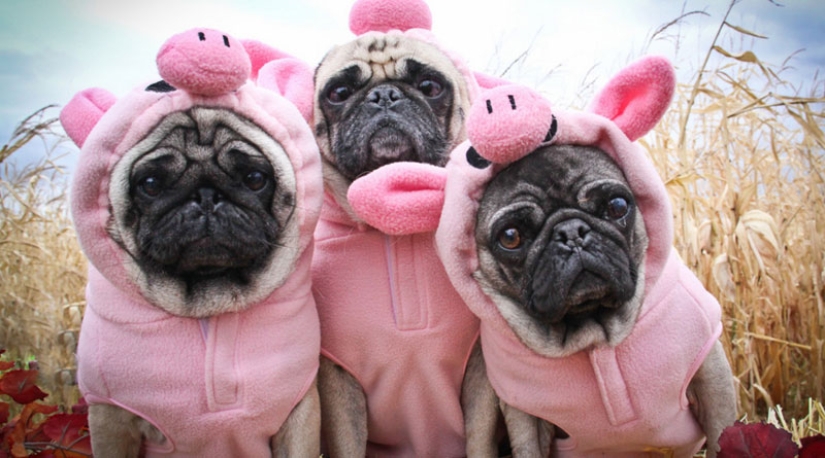 La tristeza, la añoranza, monos: la mayoría de las conmovedoras fotos de Mascotas en el vestuario