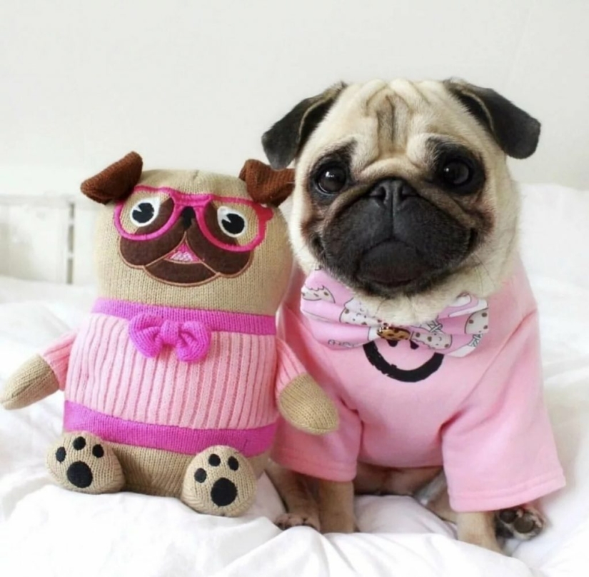 La tristeza, la añoranza, monos: la mayoría de las conmovedoras fotos de Mascotas en el vestuario La tristeza, la añoranza, monos: la mayoría de las conmovedoras fotos de Mascotas en el vestuario