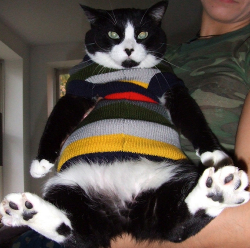 La tristeza, la añoranza, monos: la mayoría de las conmovedoras fotos de Mascotas en el vestuario La tristeza, la añoranza, monos: la mayoría de las conmovedoras fotos de Mascotas en el vestuario