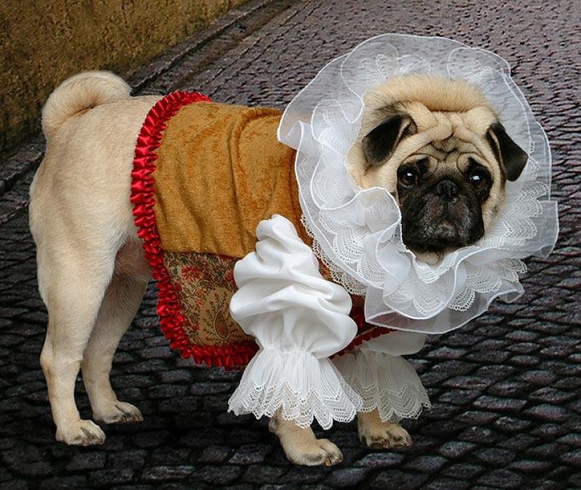 La tristeza, la añoranza, monos: la mayoría de las conmovedoras fotos de Mascotas en el vestuario La tristeza, la añoranza, monos: la mayoría de las conmovedoras fotos de Mascotas en el vestuario