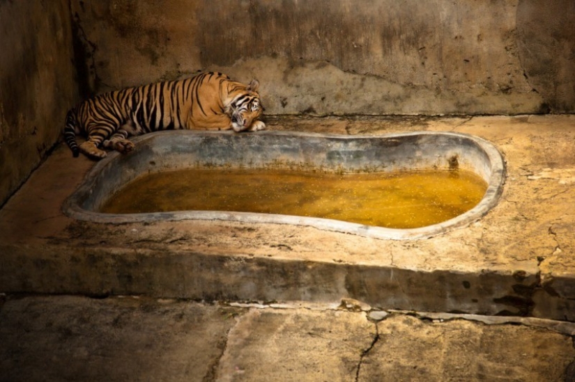 La vida real de los animales en los zoológicos