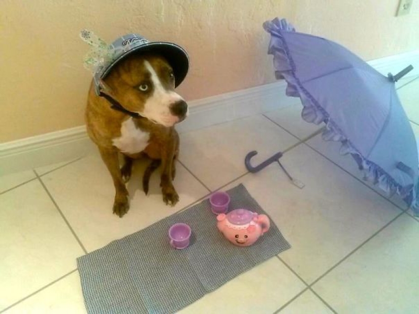 La vida secreta de las mascotas mientras estás fuera por un tiempo